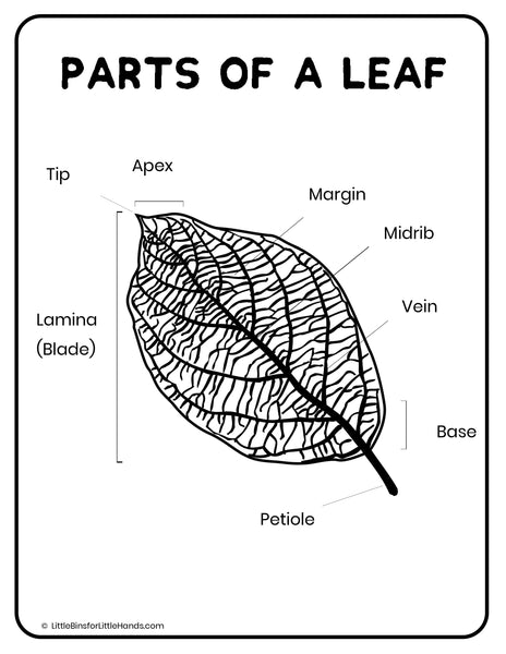 Plants, Leaves, and Seeds Project Pack