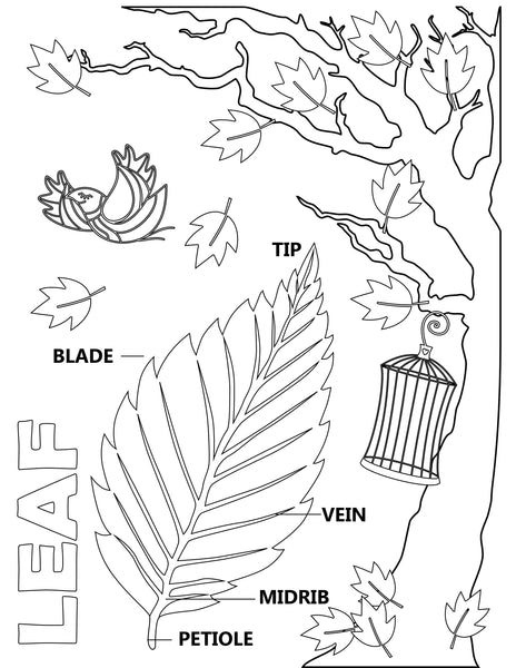 Plants, Leaves, and Seeds Project Pack