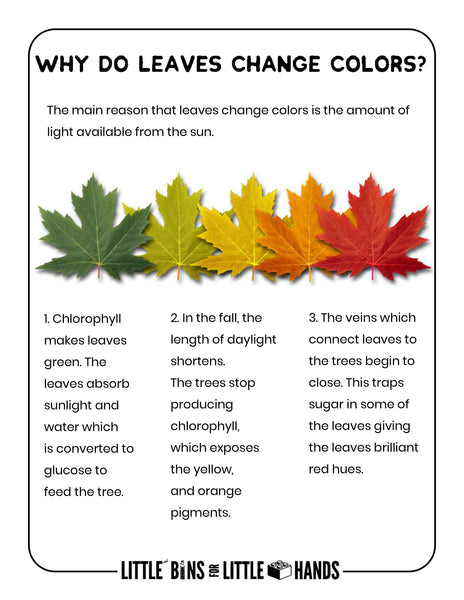 Plants, Leaves, and Seeds Project Pack
