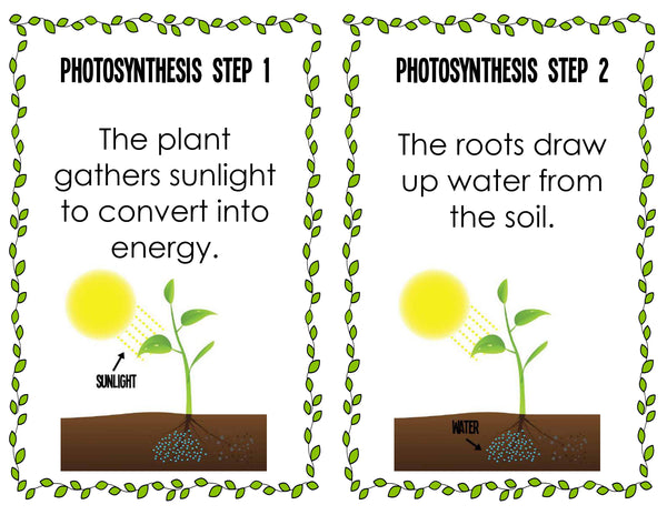 Plants, Leaves, and Seeds Project Pack