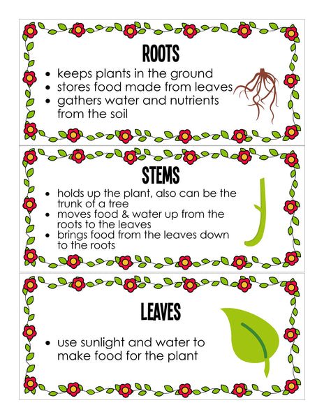 Plants, Leaves, and Seeds Project Pack