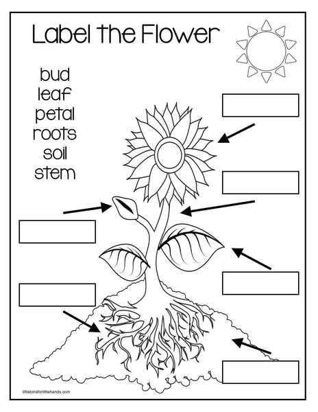 Plants, Leaves, and Seeds Project Pack