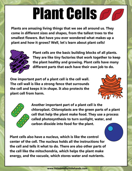 Animal and Plant Cells STEAM Activity Pack