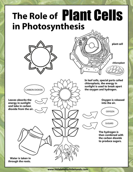 Animal and Plant Cells STEAM Activity Pack