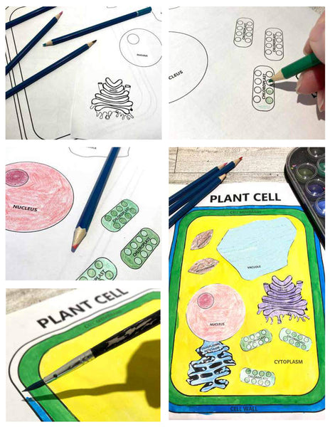 Animal and Plant Cells STEAM Activity Pack