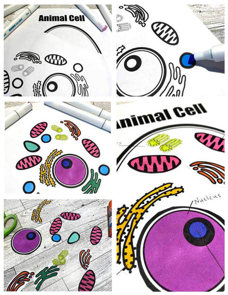 Animal and Plant Cells STEAM Activity Pack