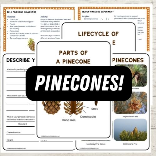 Fall STEM Pack (non-pumpkin, non-apple)