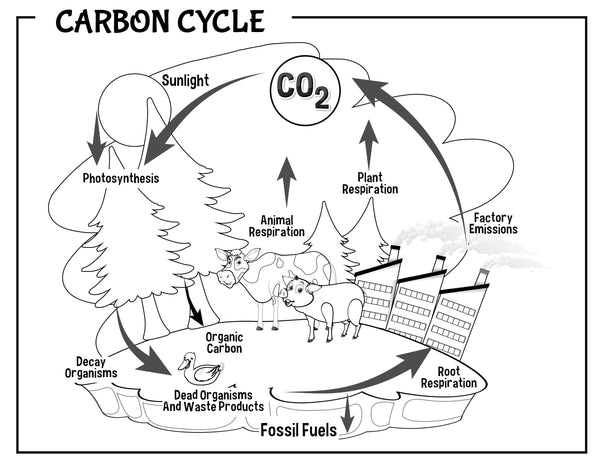 Ecology Activity Pack