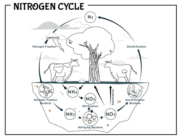 Ecology Activity Pack