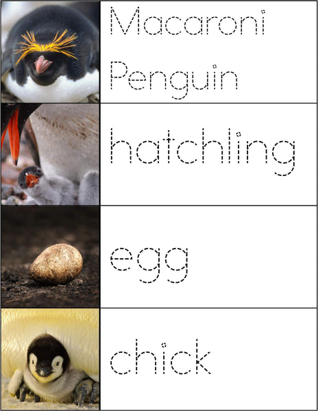 Preschool Penguin Theme Pack