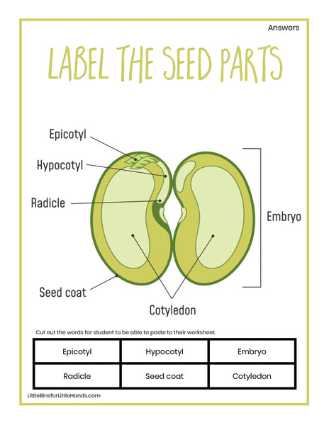 Plants, Leaves, and Seeds Project Pack