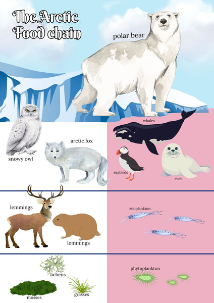 Winter Arctic Lesson Guide and Projects