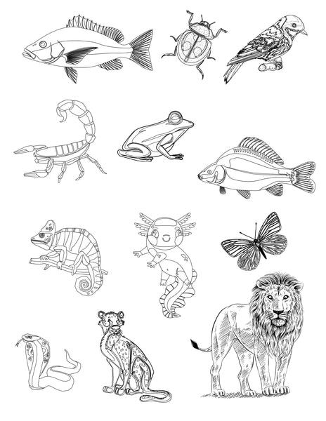 Animal Classification Activity Pack