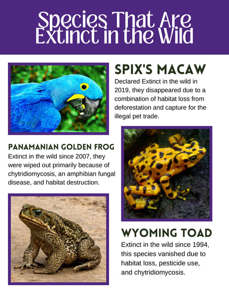Endangered Species Lesson Guide
