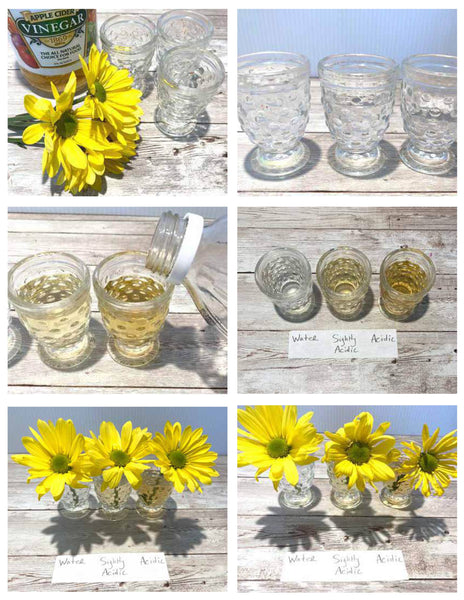 Flower STEAM Unit for Kids (K–4) | 7-Day Spring Science & Art Lesson Plan