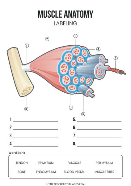 Human Anatomy Activities and Printable Pack for Kids