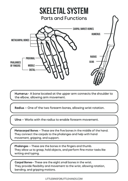 Human Anatomy Activities and Printable Pack for Kids