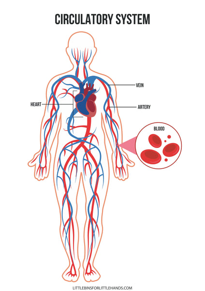 Human Anatomy Activities and Printable Pack for Kids