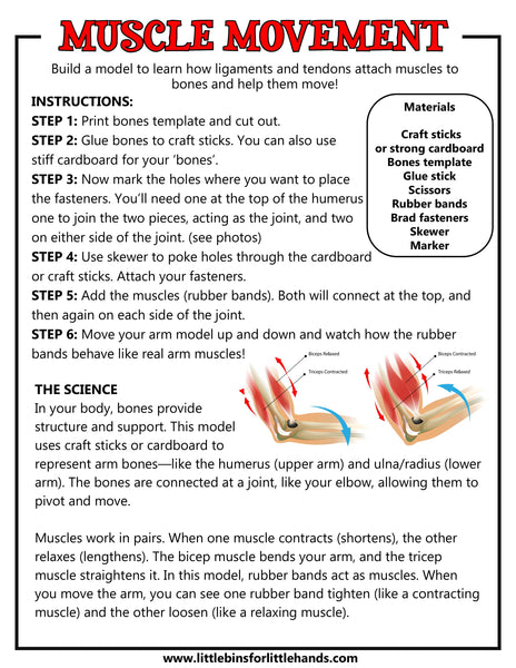 Human Anatomy Activities and Printable Pack for Kids