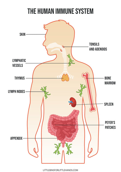 Human Anatomy Activities and Printable Pack for Kids