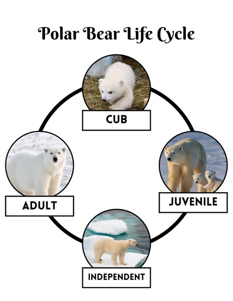 Polar Bear Activities Arctic Science Unit Study for Kids