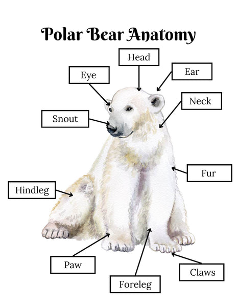 Polar Bear Activities Arctic Science Unit Study for Kids
