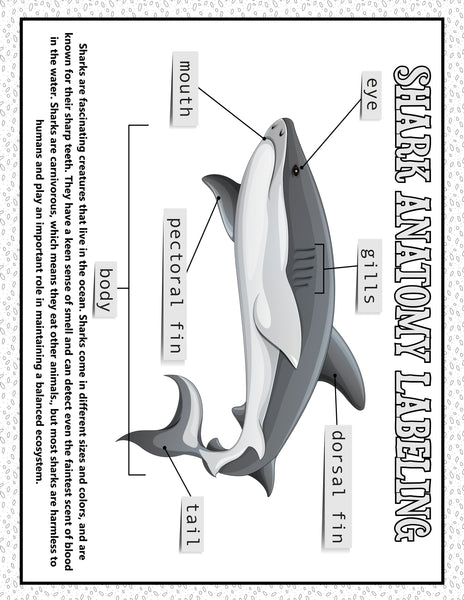 Shark Week Activities Pack | Printable Science, STEM & Ocean Unit