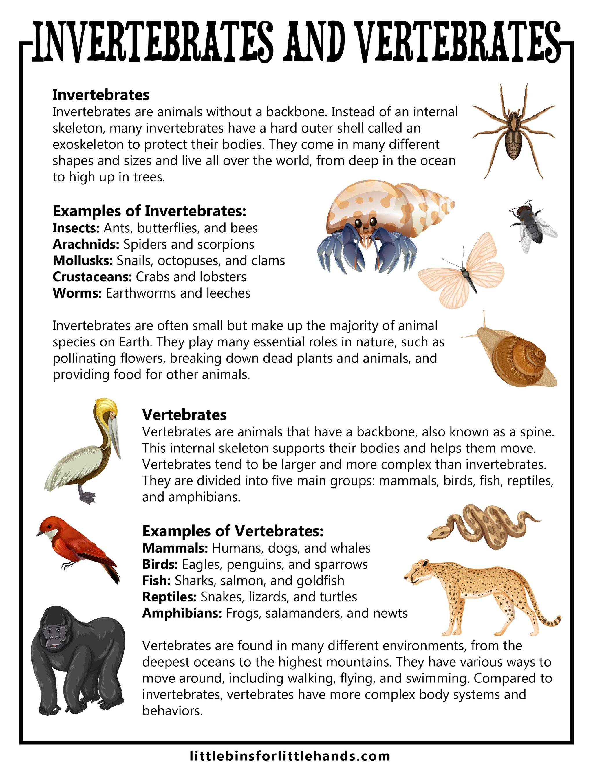 Common Invertebrates Invertebrates And Vertebrates Animals
