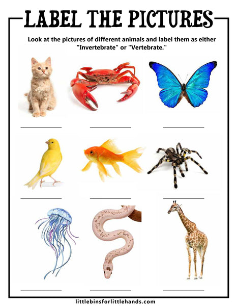 Animal Vertebrates and Invertebrates Activity Pack