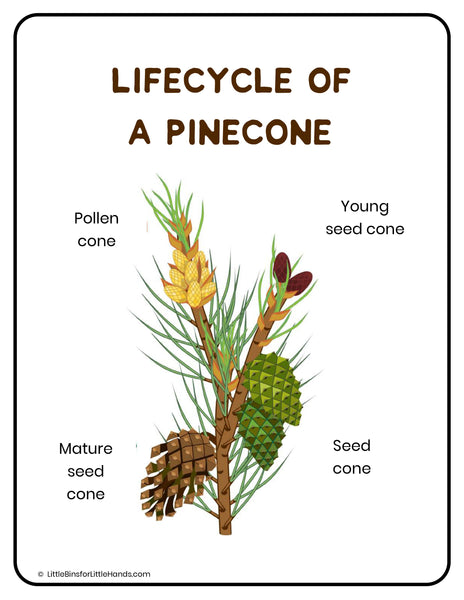 Fall Pinecone STEM Pack
